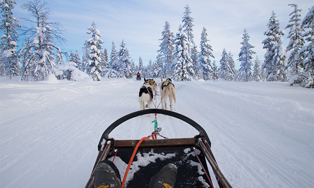 Dog Sledding and Glacier Flightseeing by Helicopter